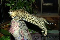 Lancelot at 17 weeks.  You can see some of his glitter in the flash.  